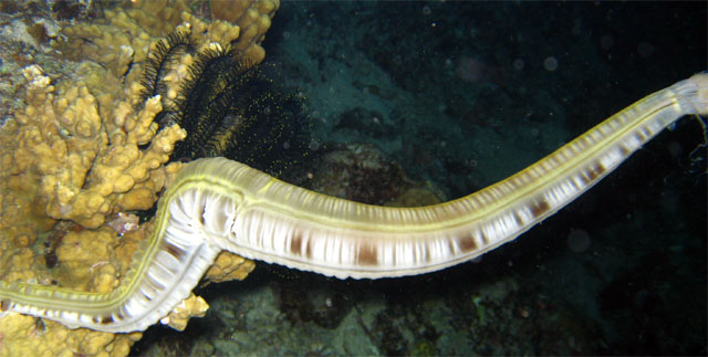 Sticky snake sea cucumber (Euapta godeffroi), Pulau Badas, Indonesia