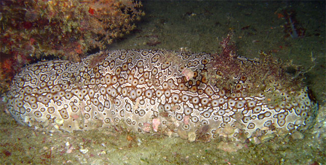 Leopard sea cucumber or Eyed sea cucumber (Bohadschia argus), Pulau Aur, West Malaysia