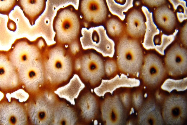 Leopard sea cucumber or Eyed sea cucumber (Bohadschia argus), Pulau Aur, West Malaysia