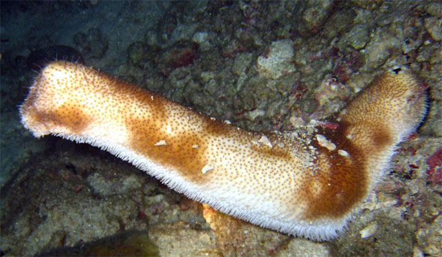 Chalky sea cucumber (Bohadschia marmorata), Pulau Aur, West Malaysia