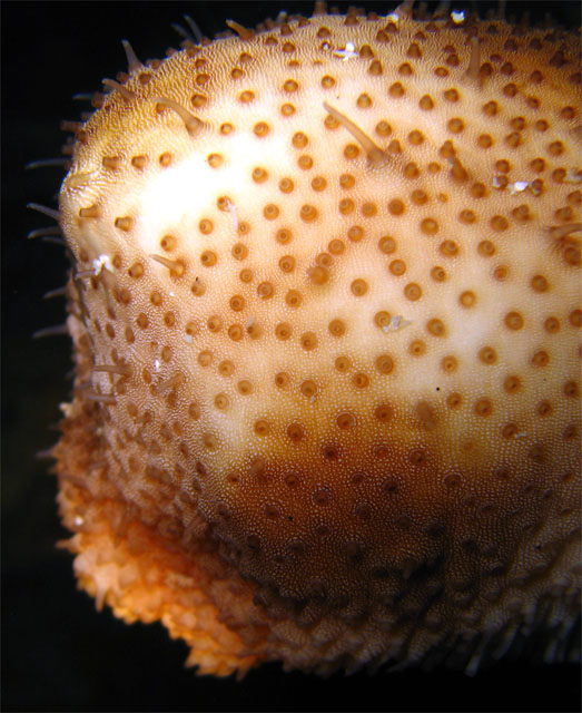 Chalky sea cucumber (Bohadschia marmorata), Pulau Aur, West Malaysia