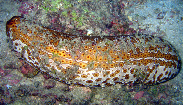 Leopard sea cucumber or Eyed sea cucumber (Bohadschia argus), Pulau Aur, West Malaysia