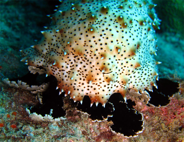 Black and white sea cucumber (Pearsonothuria graffei), Pulau Aur, West Malaysia