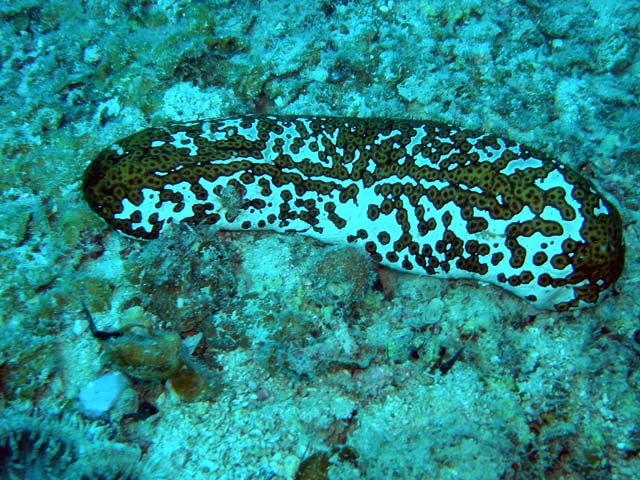 Leopard sea cucumber or Eyed sea cucumber (Bohadschia argus), Pulau Aur, West Malaysia