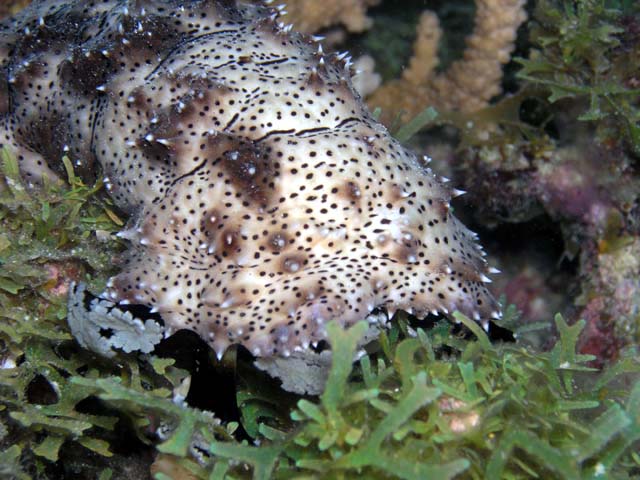 Black and white sea cucumber (Pearsonothuria graffei), Pulau Aur, West Malaysia