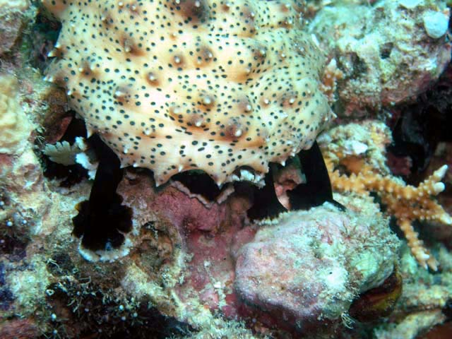 Black and white sea cucumber (Pearsonothuria graffei), Pulau Aur, West Malaysia