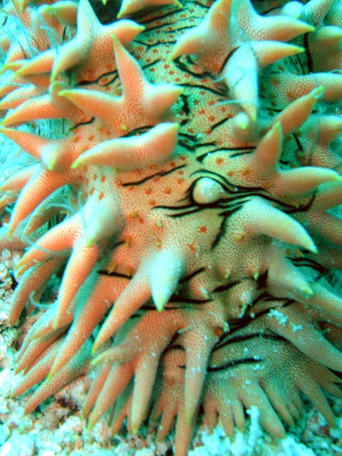 Pineapple sea cucumber (Thelenota ananas), Pulau Aur, West Malaysia