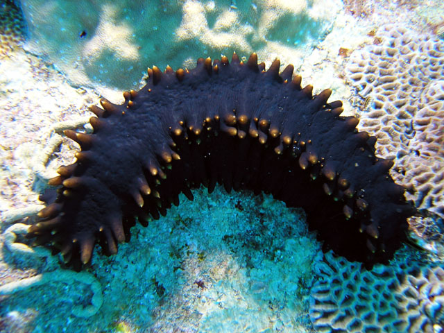 Sea cucumber, Pulau Redang, West Malaysia