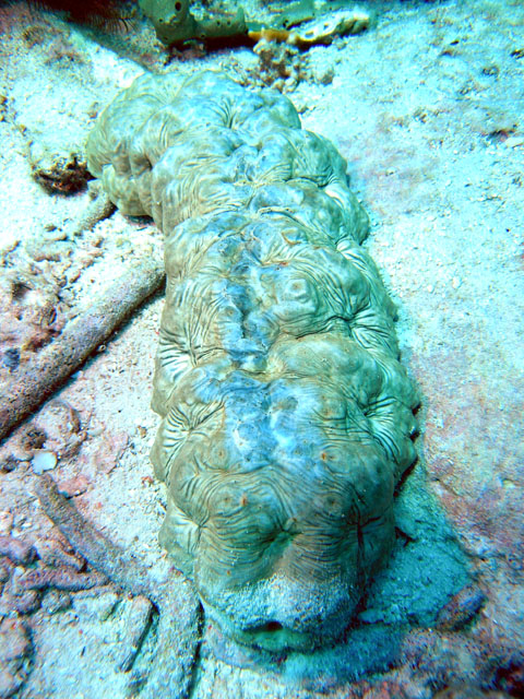 Selenkas sea cucumber (Stichopus horrens), Pulau Tioman, West Malaysia