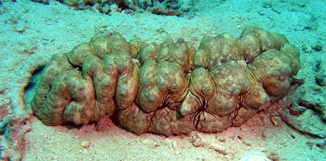 Selenkas sea cucumber (Stichopus horrens), Pulau Tioman, West Malaysia