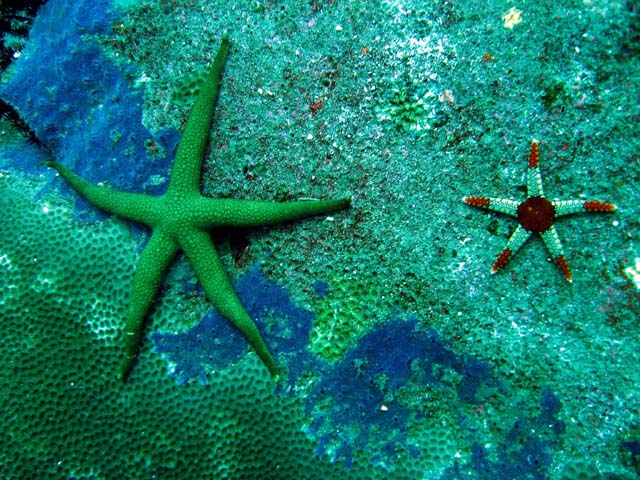 Right: Peppermint sea star or Necklace sea star (Fromia monilis). Left: (Nardoa sp.), Bali, Indonesia