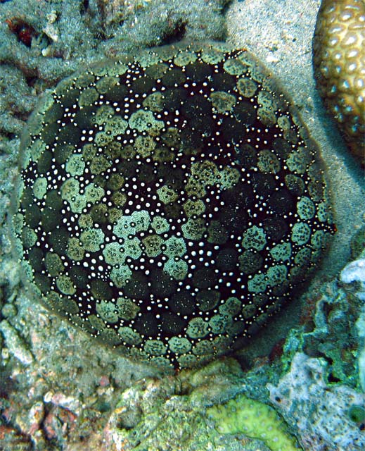 Cushion star (Culcita novaeguineae), Bali, Indonesia