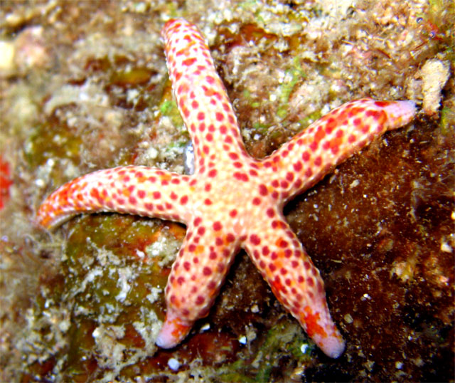 Sea star, Pulau Aur, West Malaysia