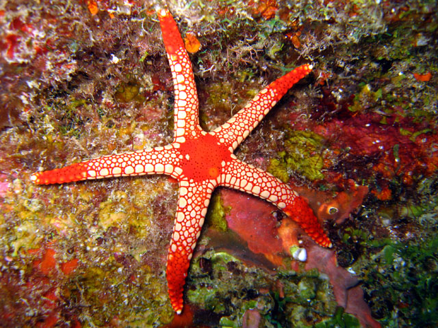 Peppermint sea star or Necklace sea star (Fromia monilis), Pulau Aur, West Malaysia