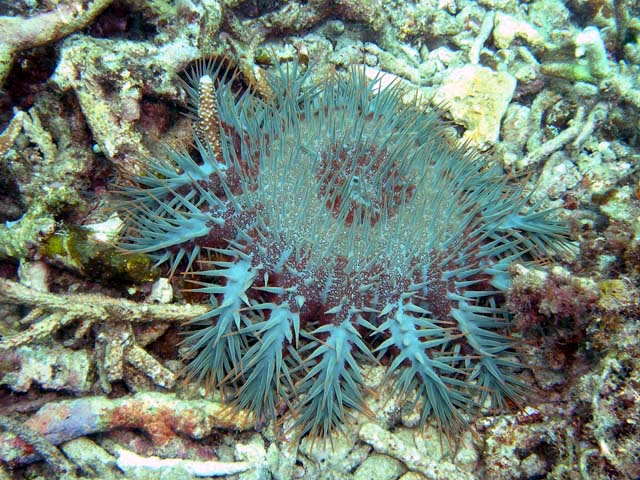 Crown of thorns (Acanthaster planci), Pulau Aur, West Malaysia