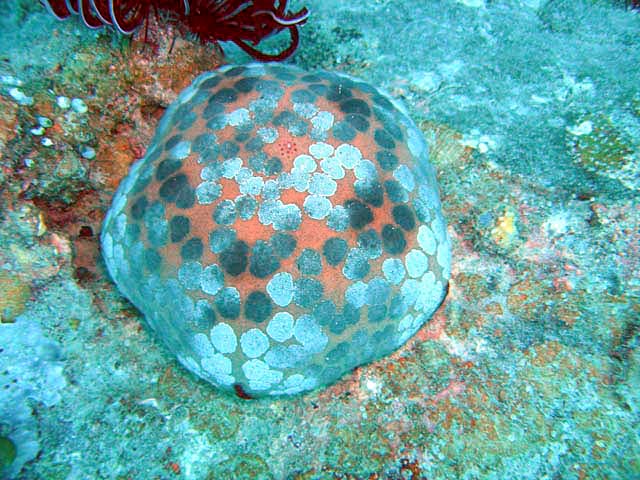 Cushion star (Culcita novaeguineae), Pulau Aur, West Malaysia