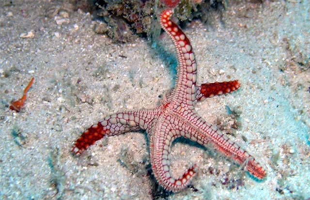 Peppermint sea star or Necklace sea star (Fromia monilis), Pulau Aur, West Malaysia