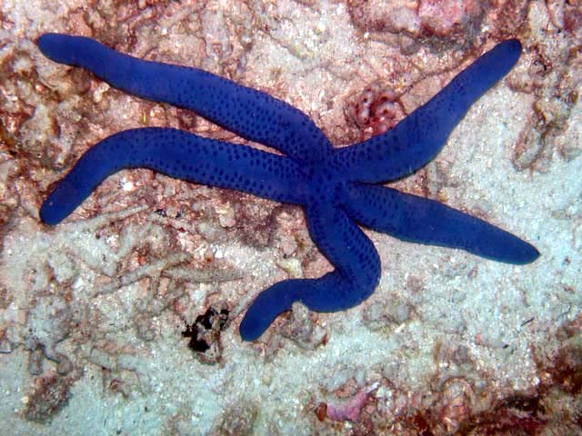 Blue linckia sea star (Linca laevigata), Pulau Aur, West Malaysia