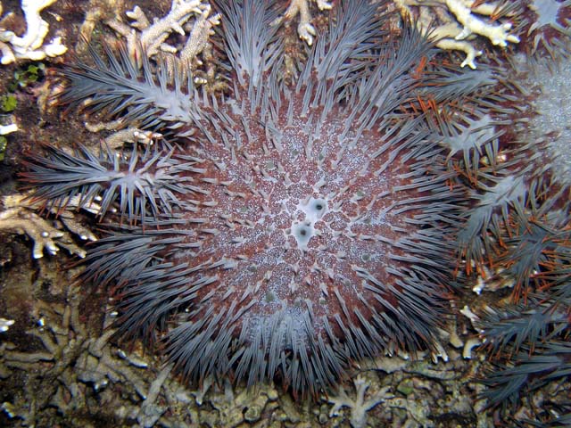 Crown of thorns (Acanthaster planci), Pulau Aur, West Malaysia