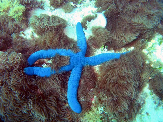 Blue linckia sea star (Linca laevigata), Pulau Aur, West Malaysia