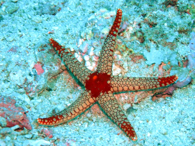 Peppermint sea star or Necklace sea star (Fromia monilis), Pulau Aur, West Malaysia