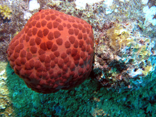 Cushion star (Culcita novaeguineae), Pulau Redang, West Malaysia