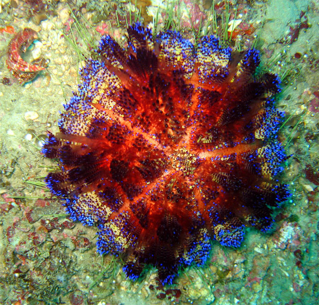 Star urchin (Astropyga radiata), Puerto Galera, Mindoro, Philippines