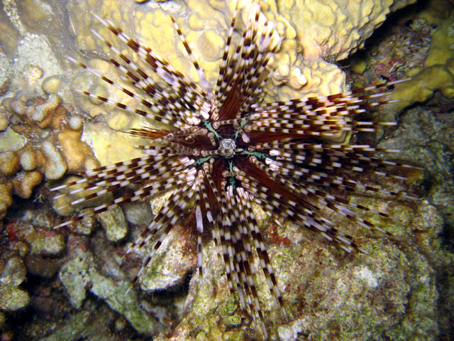 Banded seaurchins (Echinothrix calamaris), Pulau Badas, Indonesia