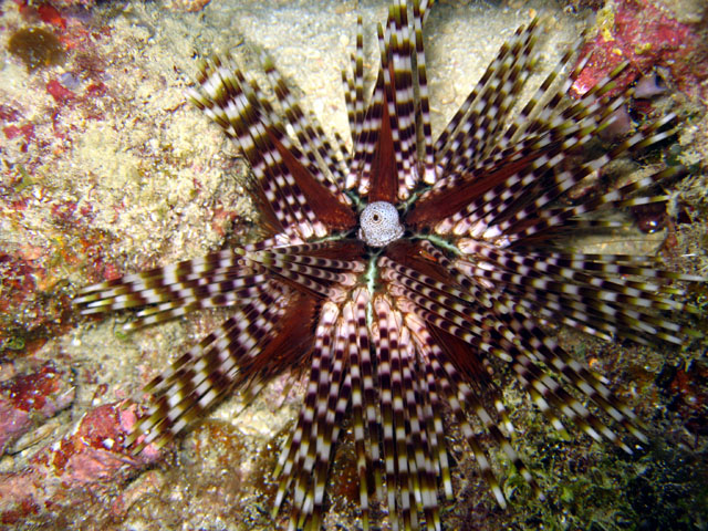 Banded seaurchins (Echinothrix calamaris), Pulau Aur, West Malaysiasia