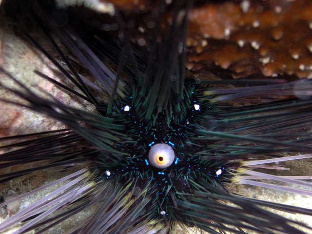 Long spined seaurchin (Diadema setosum), Pulau Redang, West Malaysia