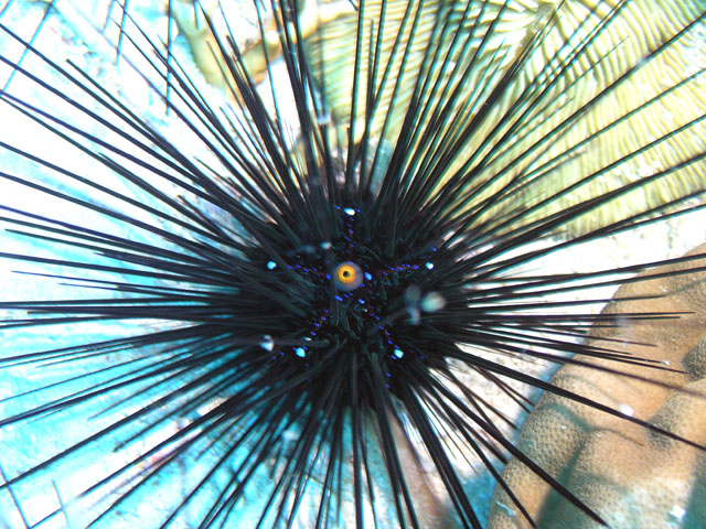 Long spined seaurchin (Diadema setosum), Pulau Tioman, West Malaysia