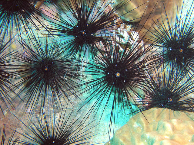 Long spined seaurchins (Diadema setosum), Pulau Tioman, West Malaysia