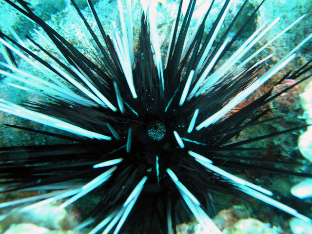 Seaurchin, Pulau Tioman, West Malaysia