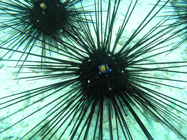 Long spined seaurchin (Diadema setosum), Pulau Tioman, West Malaysia