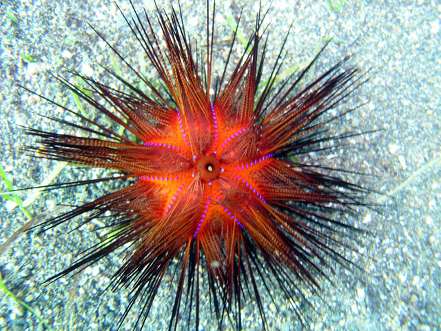 Star urchin (Astropyga radiata), Anilao, Batangas, Philippines