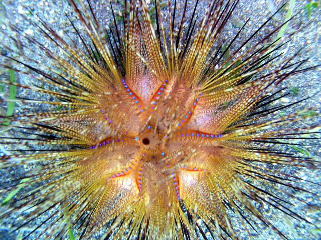 Star urchin (Astropyga radiata), Anilao, Batangas, Philippines