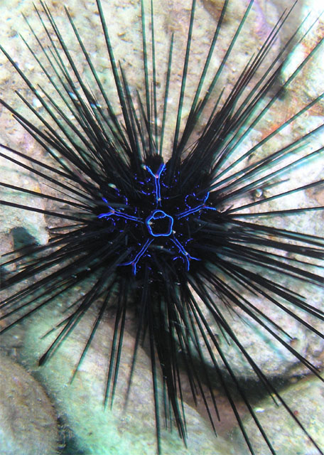Diadem urchin (Diadema savignyi), Anilao, Batangas, Philippines