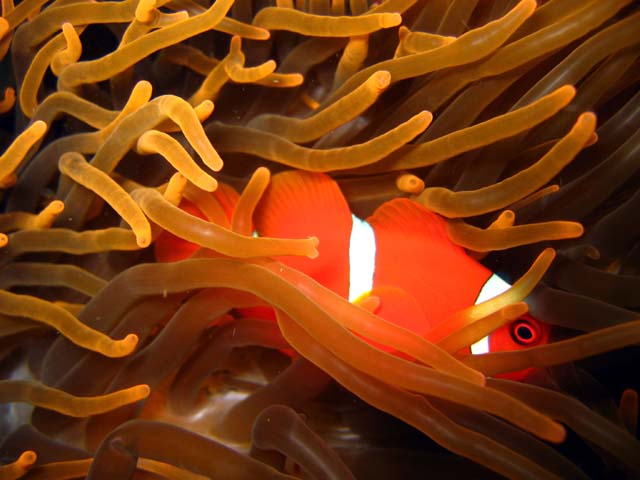 Spinecheek anemonefish (Premnas biaculeatus), Bali, Indonesia