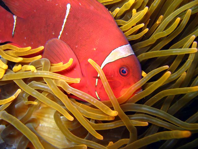 Spinecheek anemonefish (Premnas biaculeatus), Bali, Indonesia