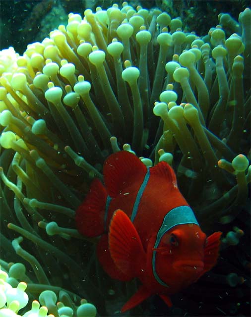 Spinecheek anemonefish (Premnas biaculeatus), Bali, Indonesia