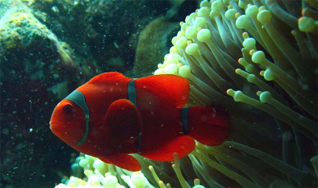 Spinecheek anemonefish (Premnas biaculeatus), Bali, Indonesia