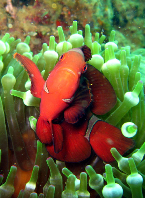 Spinecheek anemonefish (Premnas biaculeatus), Subic Bay, Philippines