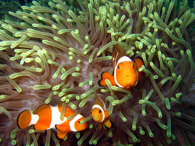 Western clown anemonefish (Amphiprion ocellaris), Pulau Aur, West Malaysia