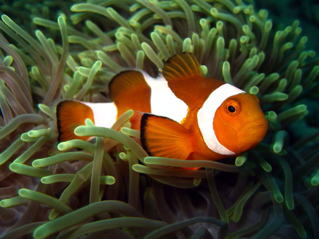 Western clown anemonefish (Amphiprion ocellaris), Pulau Aur, West Malaysia