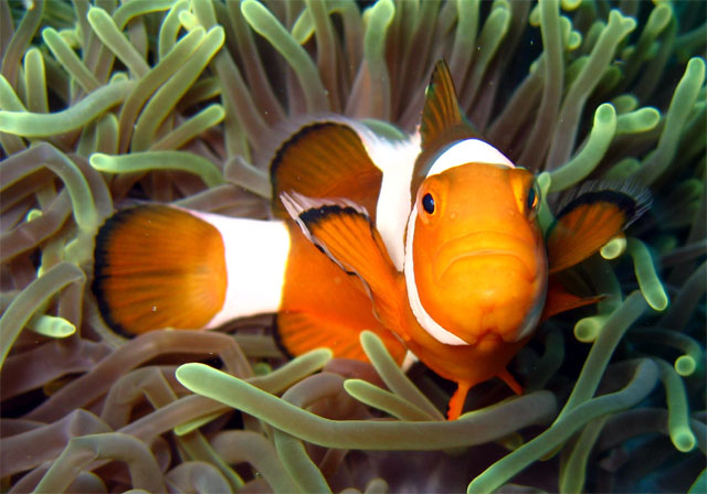 Western clown anemonefish (Amphiprion ocellaris), Pulau Aur, West Malaysia