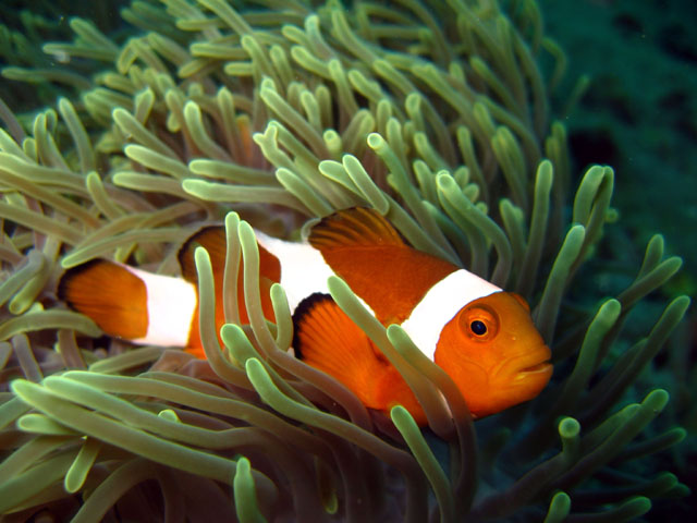 Western clown anemonefish (Amphiprion ocellaris), Pulau Aur, West Malaysia