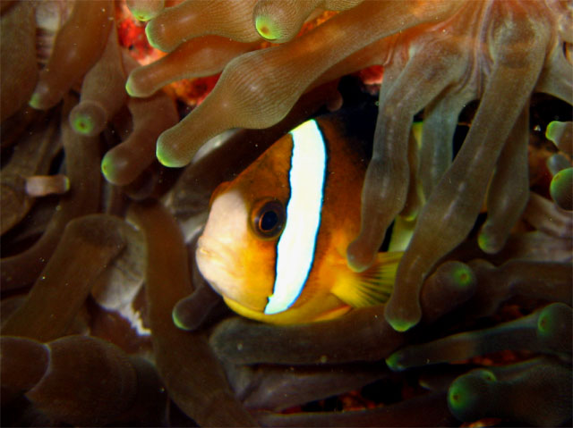 Clark's anemonefish (Amphiprion clarkii), Puerto Galera, Mindoro, Philippines
