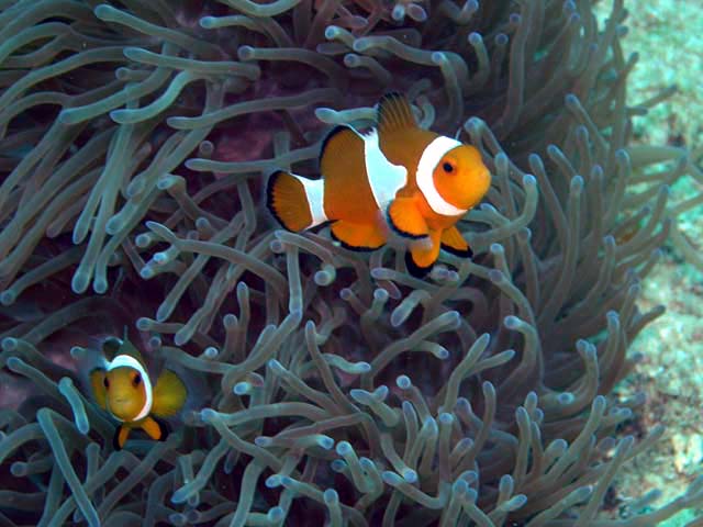 Western clown anemonefish (Amphiprion ocellaris), Pulau Aur, West Malaysia