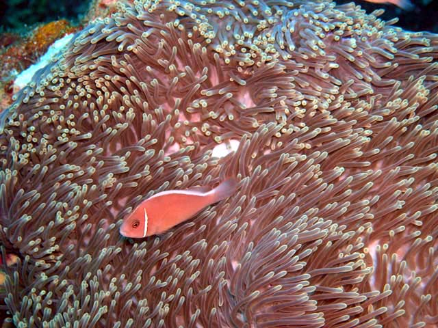 Pink anemonefish (Amphiprion perideraion), Pulau Aur, West Malaysia