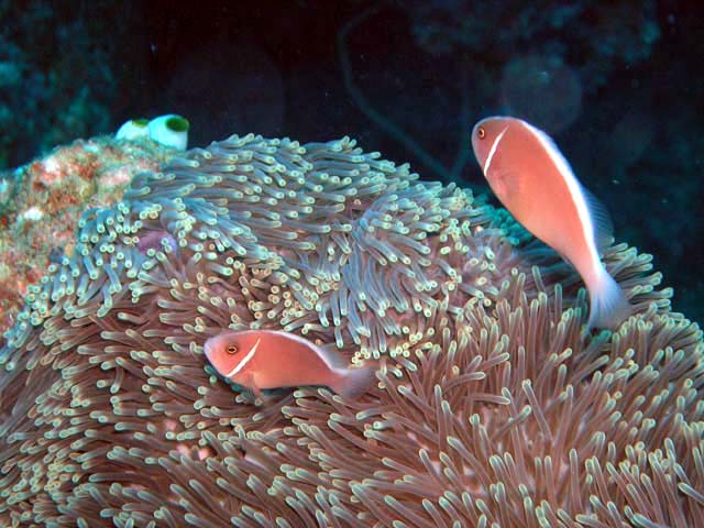 Pink anemonefish (Amphiprion perideraion), Pulau Aur, West Malaysia